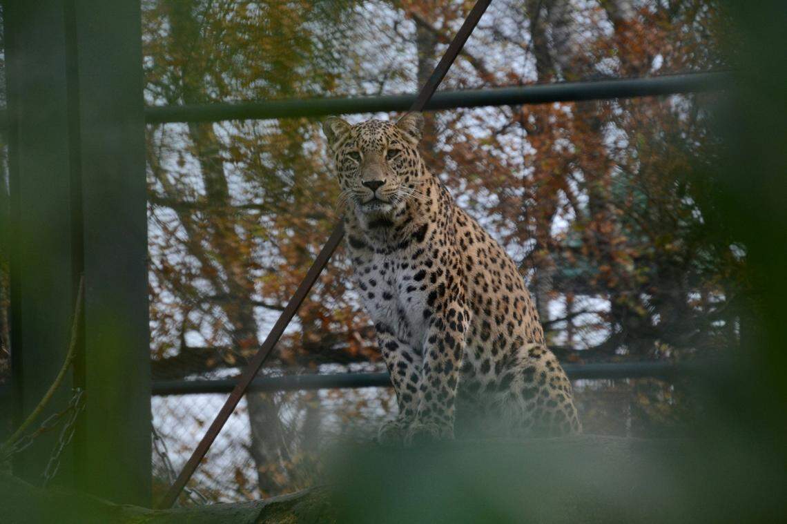 Persian leopards (photographed at a safari park in the Netherlands) are one of the largest of the eight subspecies of leopard worldwide.