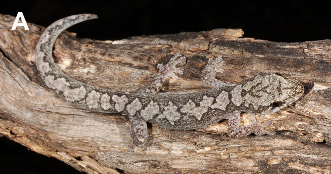 An Amalosia hinesi, or Nandewar zigzag gecko, perched on a log.