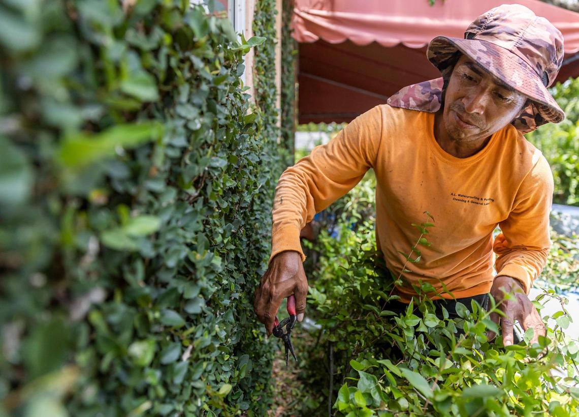 Landscaper Ciro Perez, 49, trims the ivy growing up the walls of a Coral Gables home.