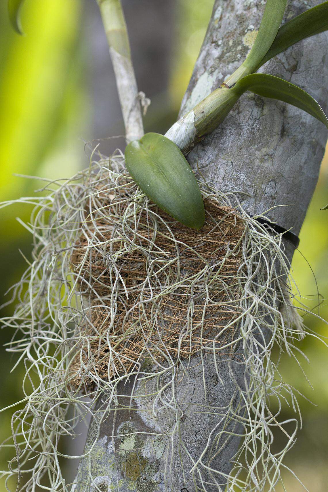 Use coconut coir in orchid attachment for good drainage.