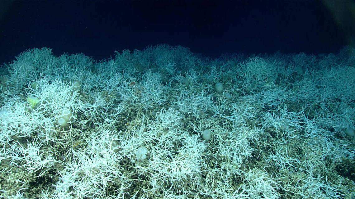 Dense fields of Lophelia pertusa, a common reef-building coral, were found on the Blake Plateau knolls. The white coloring is healthy: Deep-sea corals don’t rely on symbiotic algae so they can’t bleach.