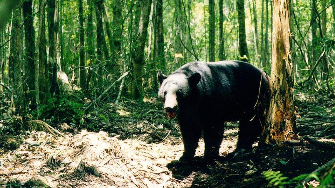 The attack happened in Orange City, Florida, which has a high density of black bears, according to the state. This bear was not involved in the Dec. 20 incident.
