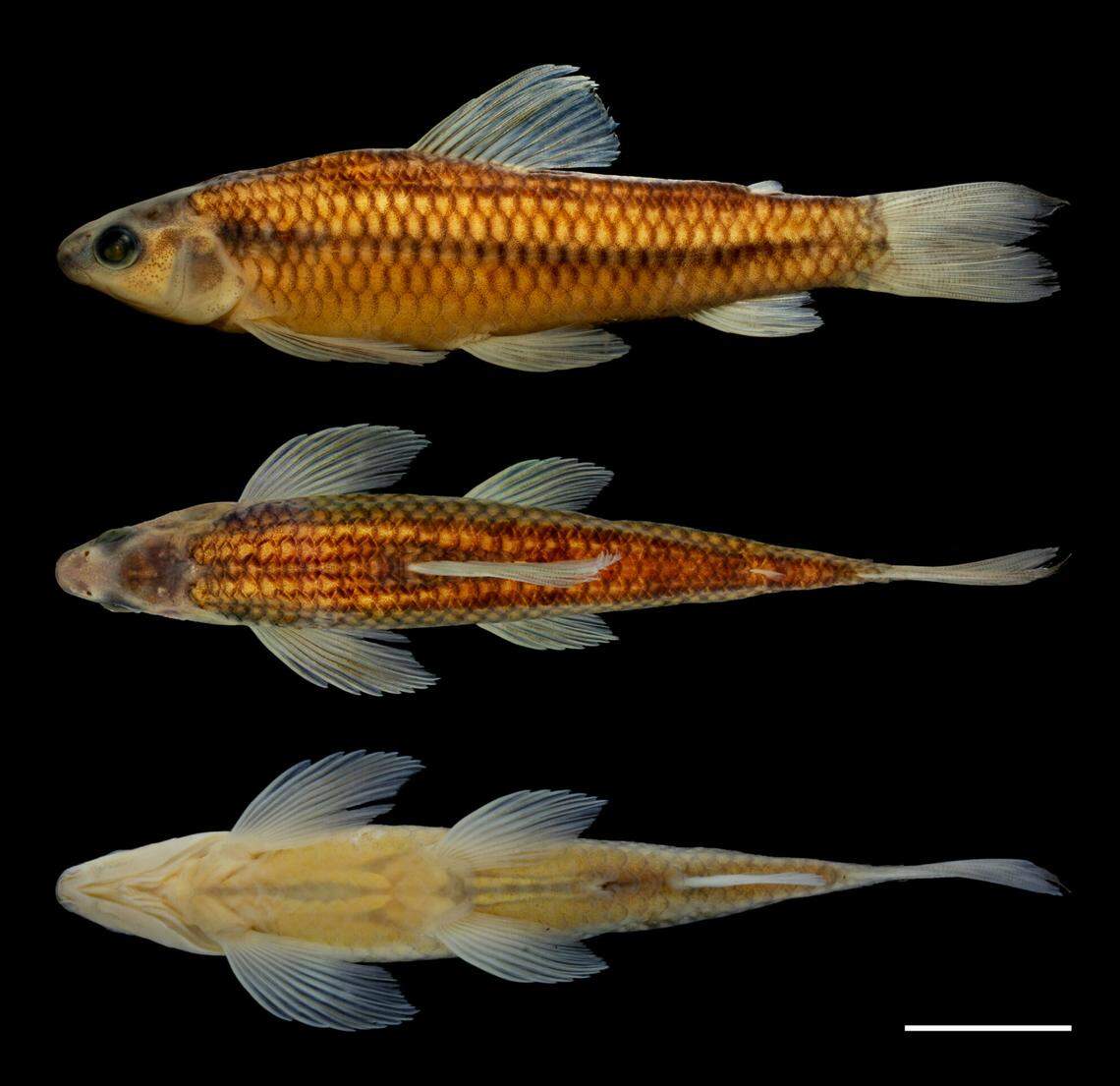 The fish are less than 3 inches long, researchers said.