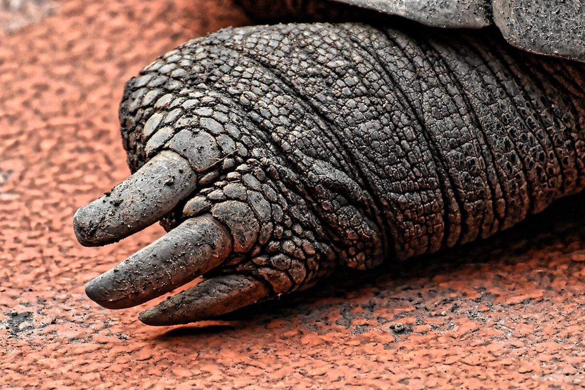 Your hand in about a week.