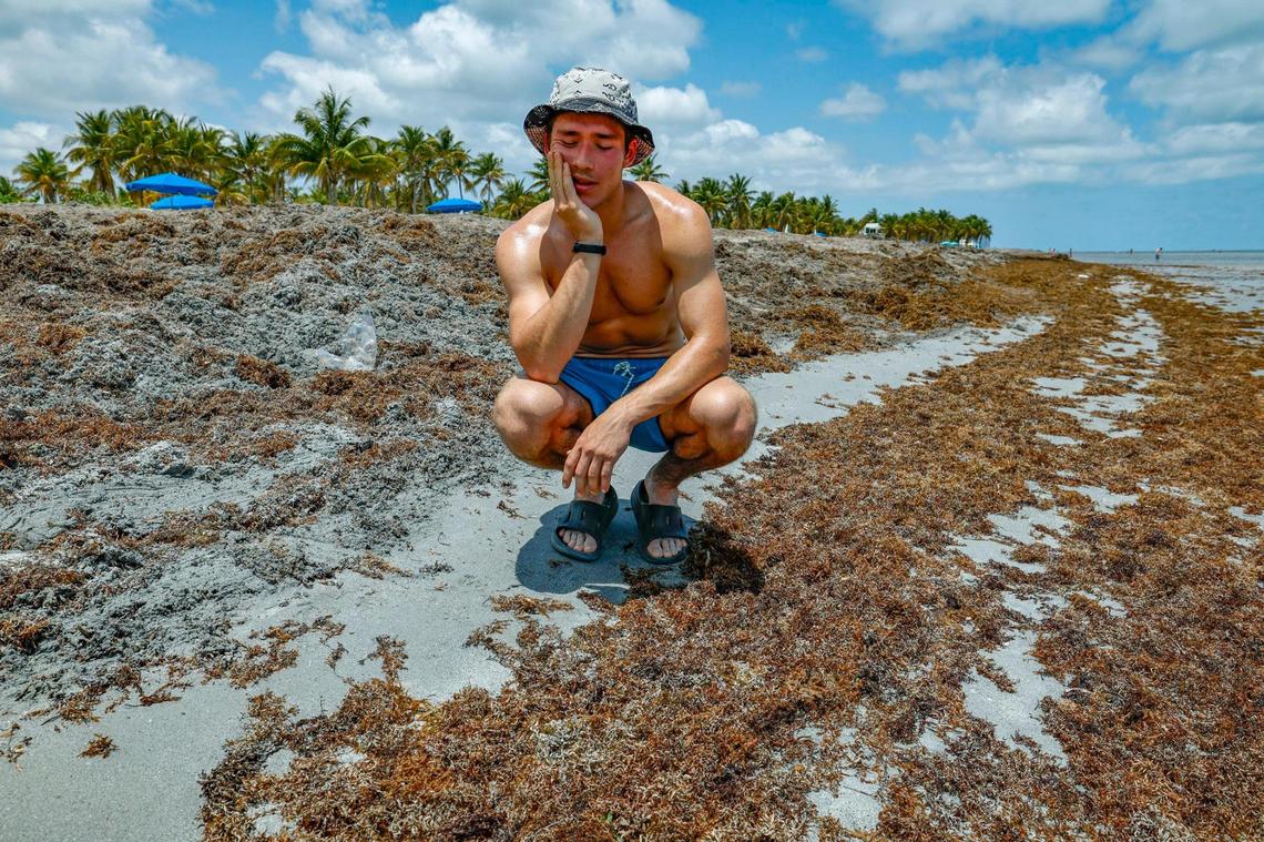 Myles Bleahen, 23, of Ireland looks over the piles of seaweed washed ashore at Crandon Park on Key Biscayne, Florida on Thursday, May 8, 2025.