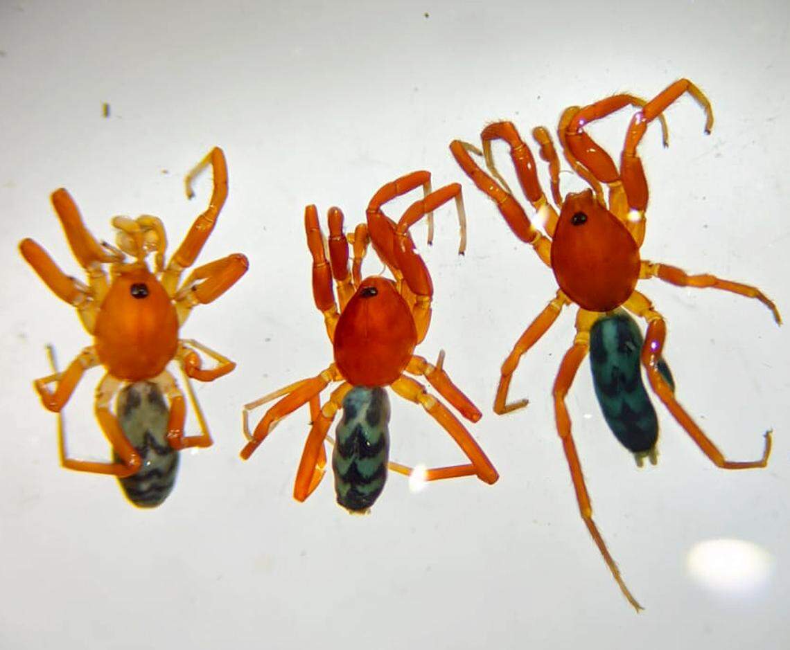 “Intensely blue” posteriors sets the species apart from other related spiders, researchers said.