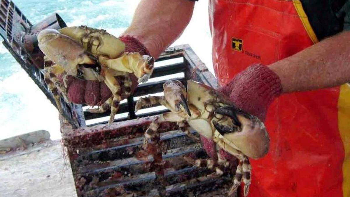 Stone crabs are captured in traps, then returned to the water alive after fishers harvest legal-size claws.