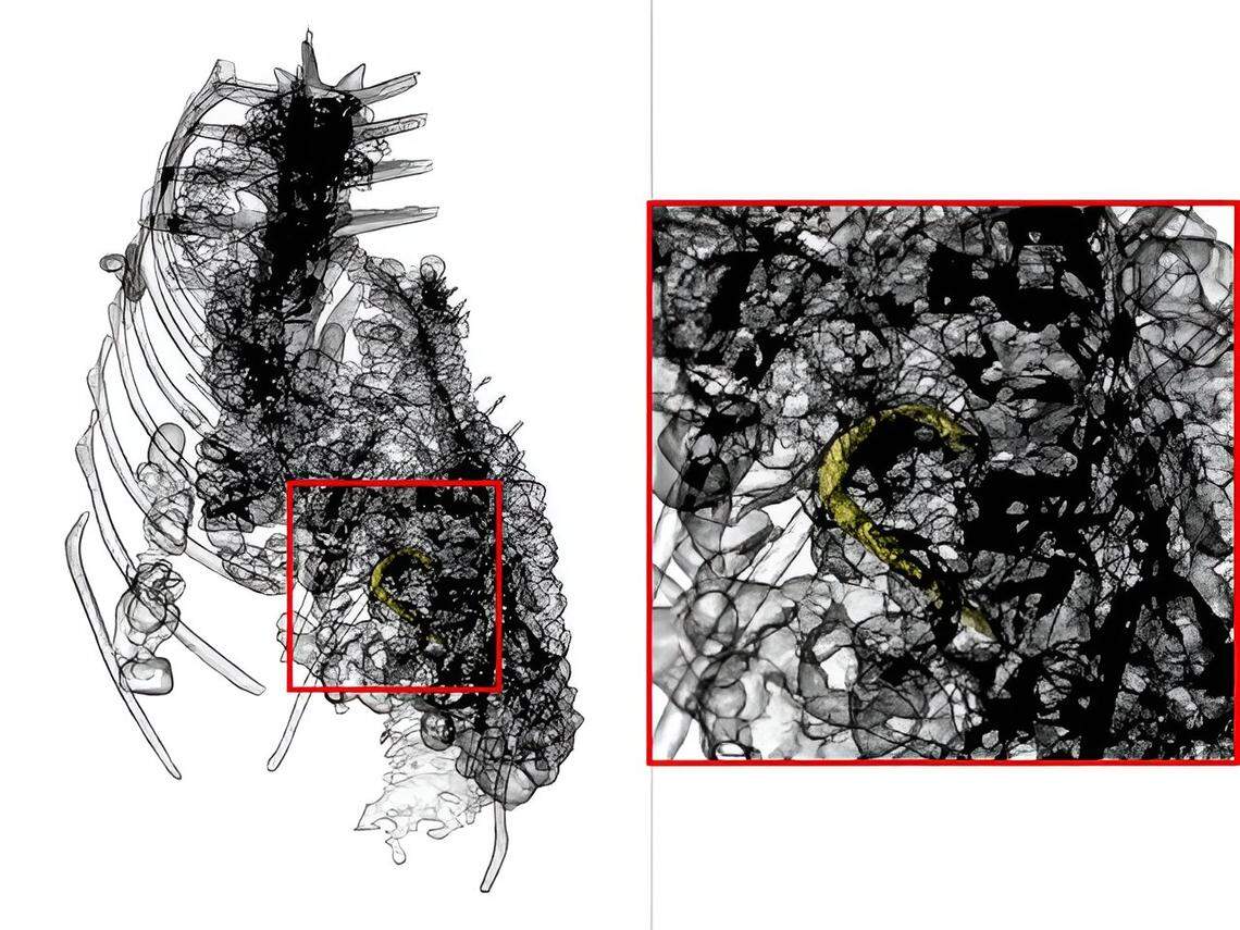 The remains of a fish and a fish hook were found in the crocodile above the stomach, meaning it was likely eaten just before its death.