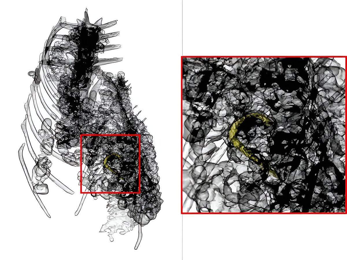 The remains of a fish and a fish hook were found in the crocodile above the stomach, meaning it was likely eaten just before its death.