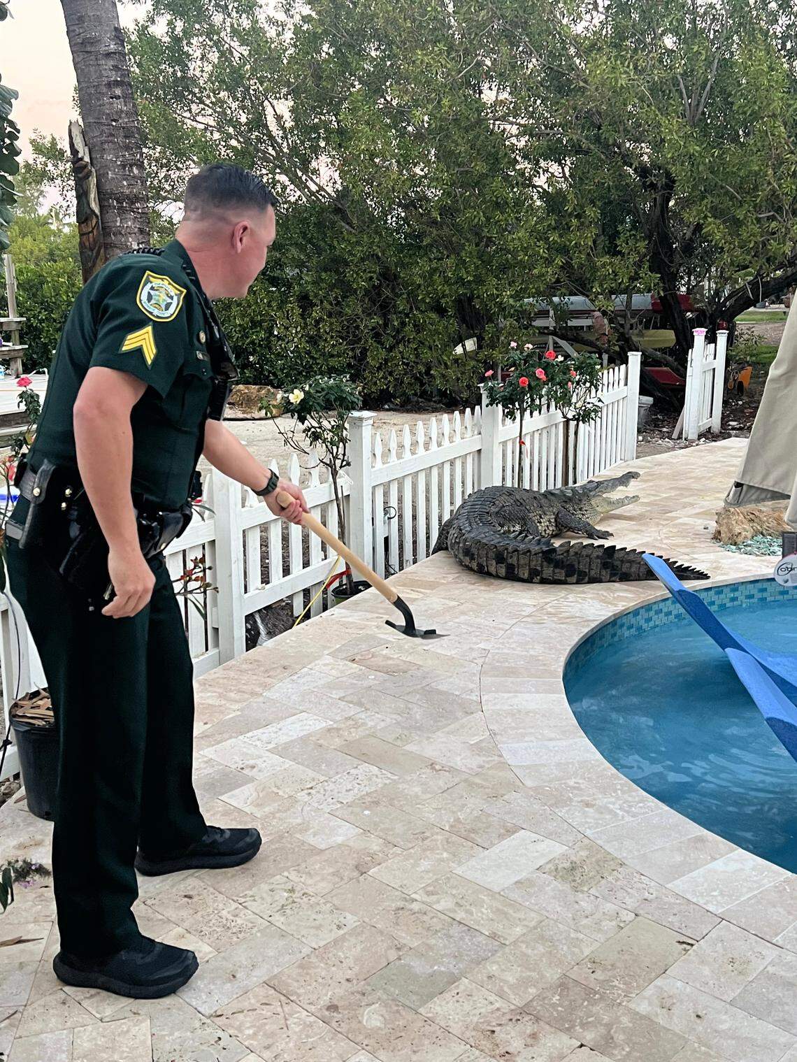 A Monroe County Sheriff’s Office deputy uses a shovel to prod an American crocodile out of a backyard in Key Largo Friday morning, Jan. 31, 2025. The croc was found lounging in the home’s pool earlier in the morning.