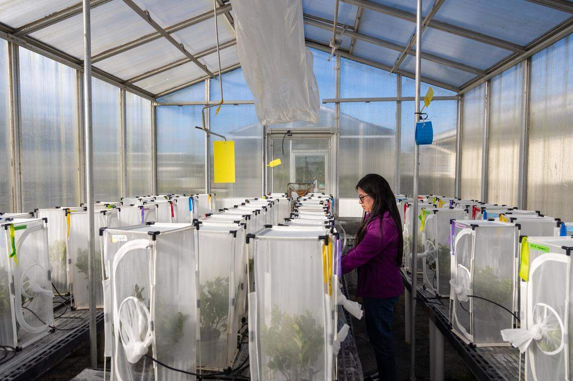 Paola Villamarin, a PhD candidate at UF/IFAS Tropical Research and Education Center (TREC) tends to gardenias in a greenhouse. They will be used to test how predator insects could defend the plants against the thrips.