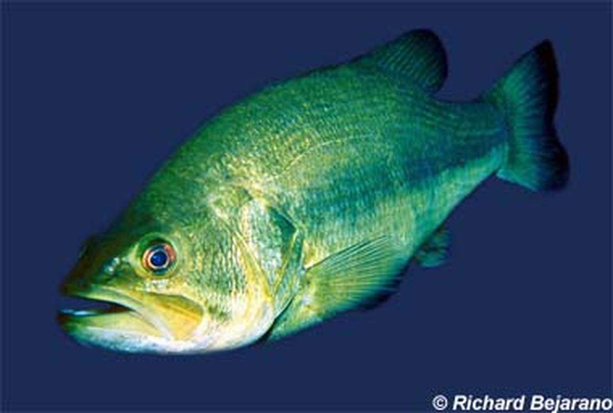 Largemouth bass