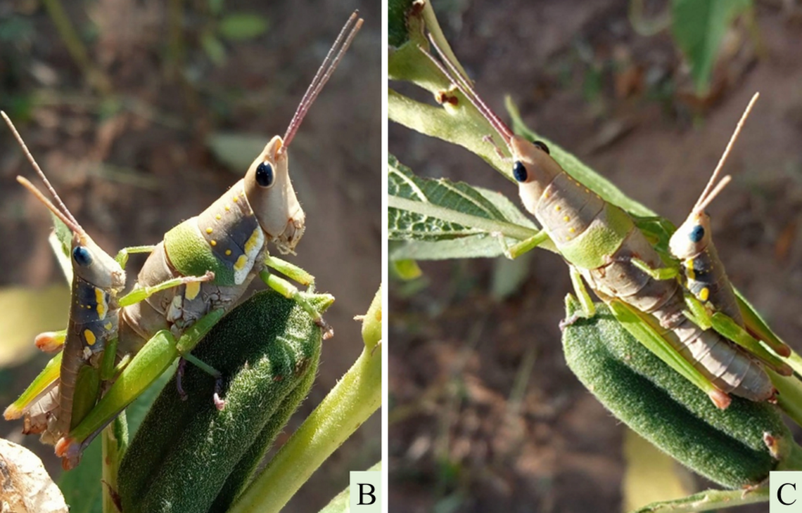 A pair of grasshoppers were seen mating on a sesame plant, scientists said.