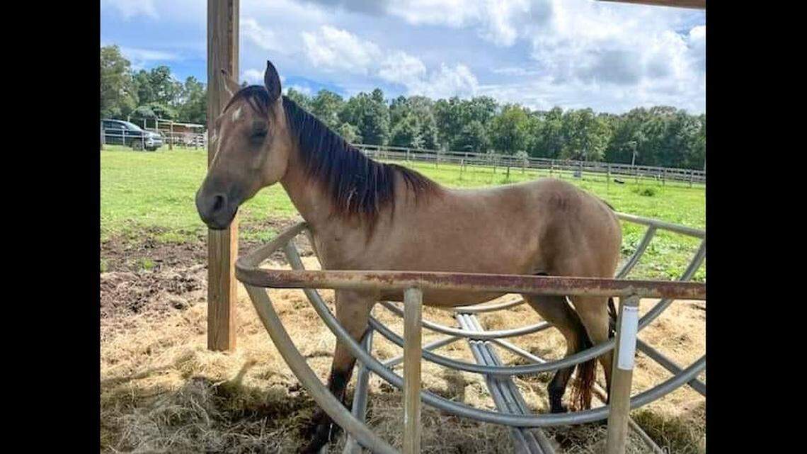 A horse got hopelessly stuck in a piece of farm equipment in Florida, requiring Walton County Fire Rescue to cut it out with power tools.