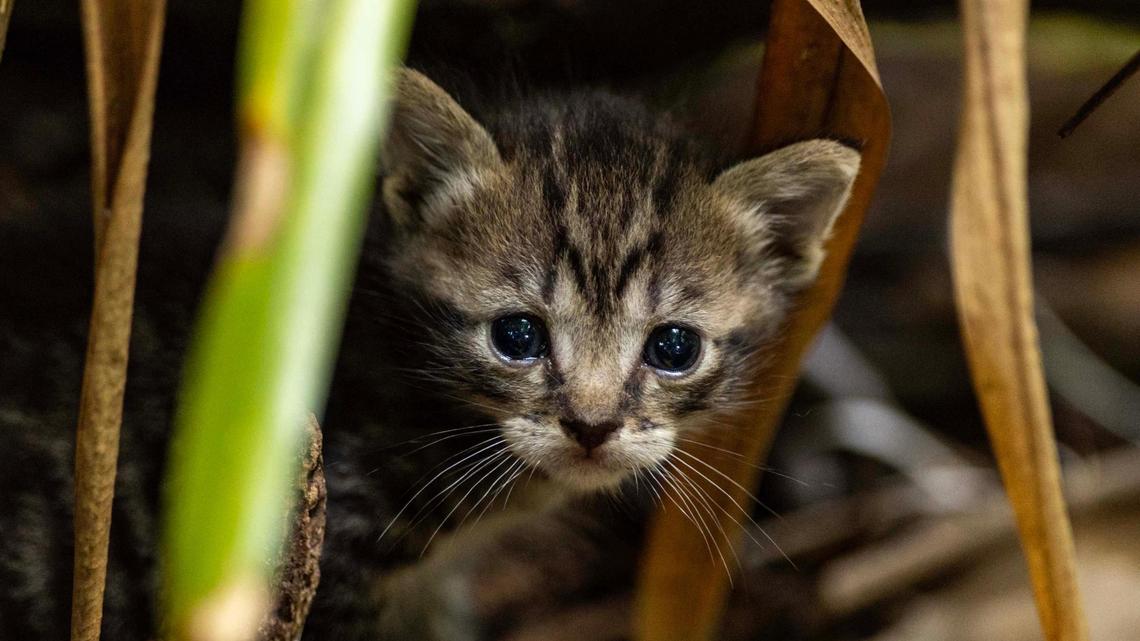 A kitten hides inside a forested area near a Lowe’s parking lot on Monday, May 19, 2025, in Kendall in Miami-Dade County.