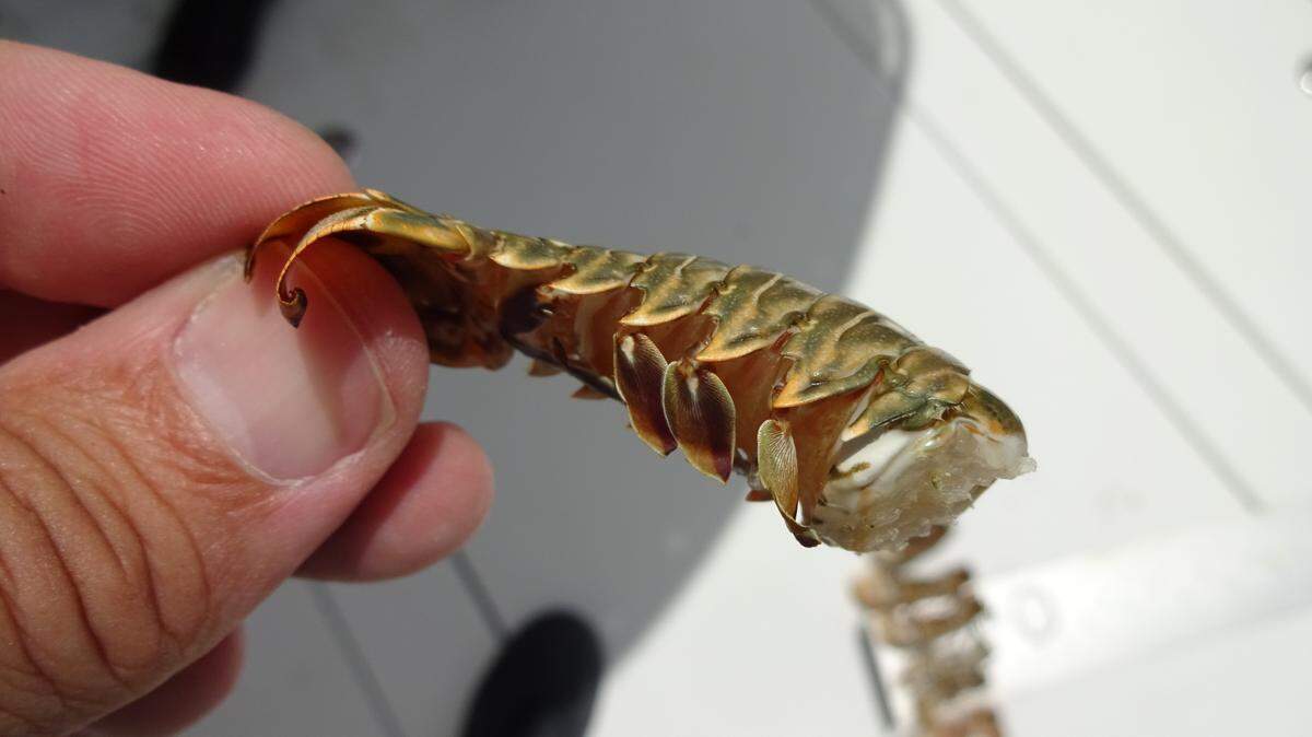 A Florida Fish and Wildlife Conservation Commission officer holds a wrung spiny lobster tail that is about an inch long. The legal size for tails is 5 1/2 inches long. A Miami Lakes man is accused of poaching the lobster, along with eight other undersized crustaceans, on Thursday, Sept. 2, 2021.