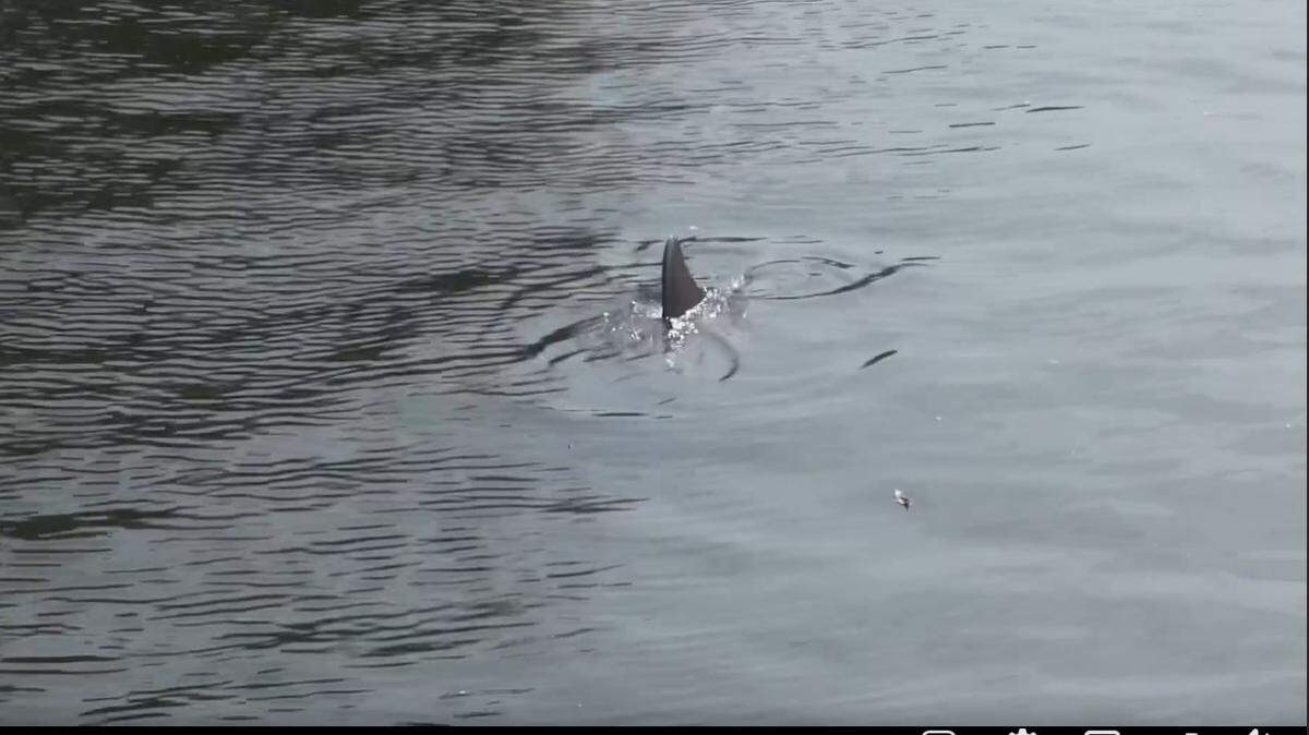 A juvenile dolphin was rescued from a creek in Clearwater, Florida, according to the Clearwater Marine Aquarium.