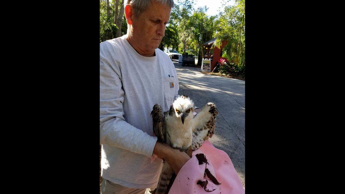 Lloyd Brown, a Miami-Dade firefighter, has run Wildlife Rescue of Dade County since 1995.