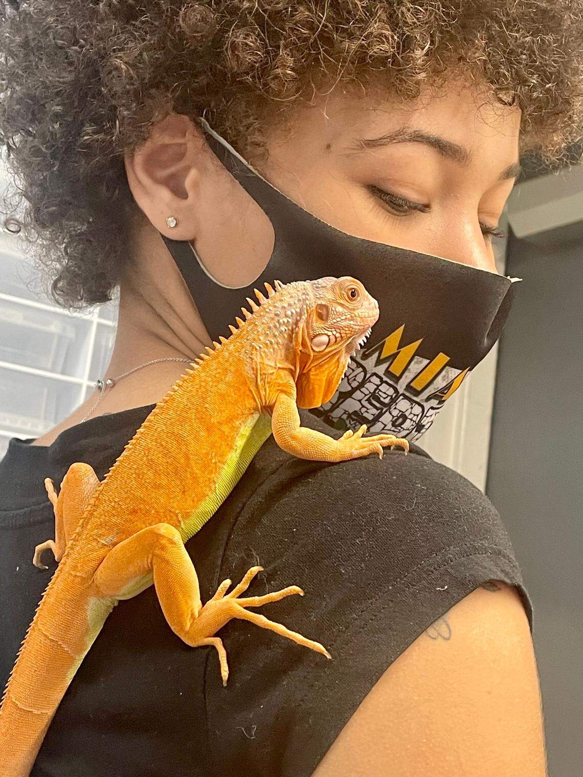 A hypo translucent iguana morph at Miami Reptile Company in Palmetto Bay. The unique color is a result of breeding a red iguana with a hypomelanistic iguana with reduced pigmentation.