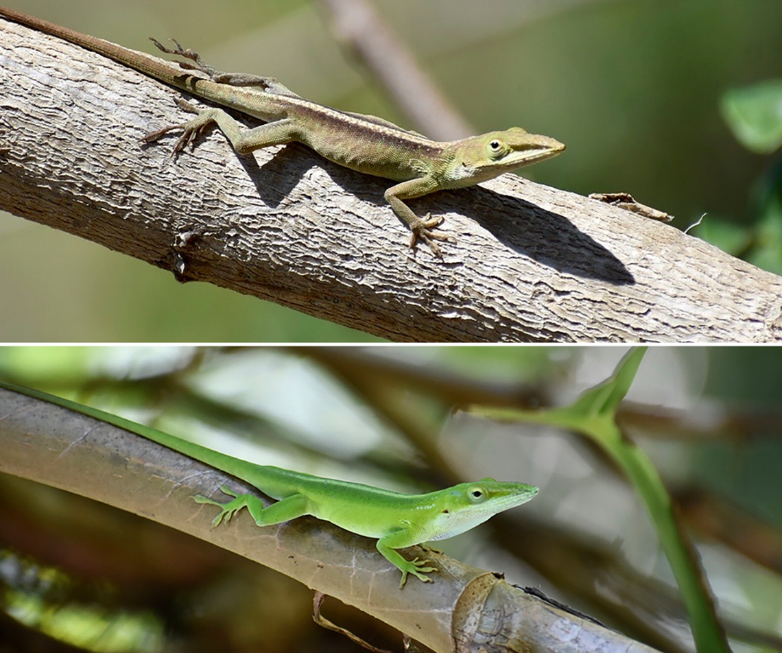 The anoles have two phases, a light phase where their bodies are green, and a dark phase where their bodies are brown, researchers said.
