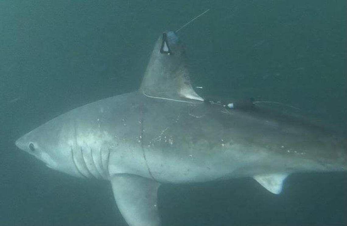 The female shark was released once the tags were attached and researchers collected data on her whereabouts.