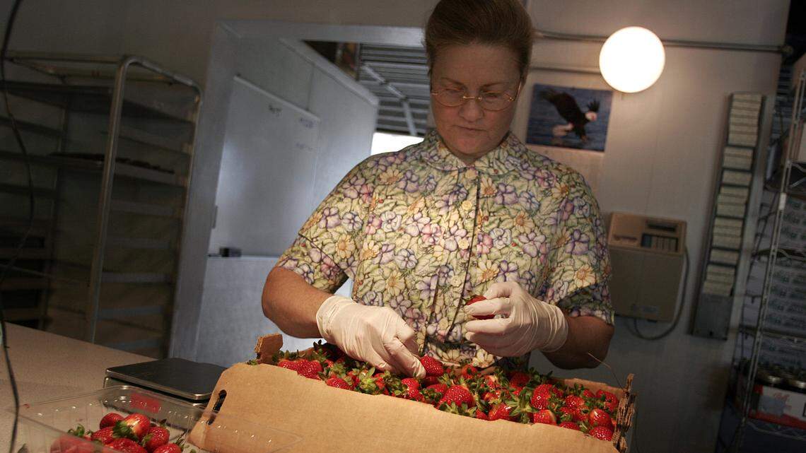 In this file photo from Jan. 7, 2008, Rachel Grafe sorts strawberries to package and sell to customers at Knaus Berry Farm in Homestead.