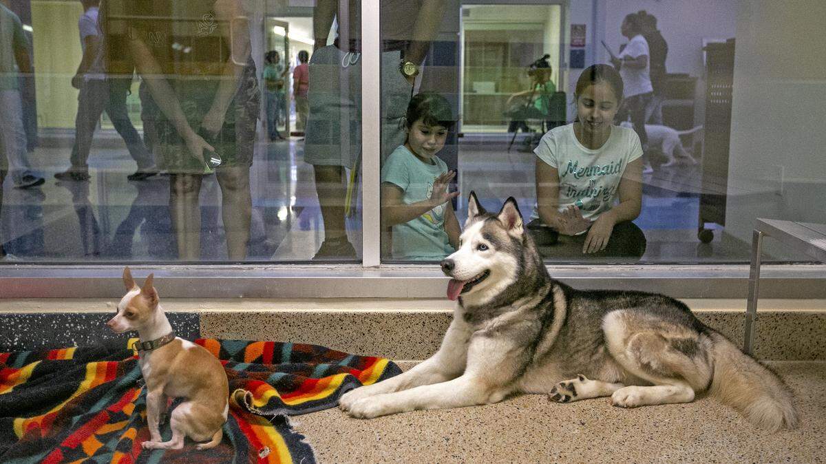 Dos perros esperan ser elegidos para adopción en el Centro de Protección y Adopción de Mascotas de Servicios para Animales del Condado de Miami-Dade. Foto ar archivo.