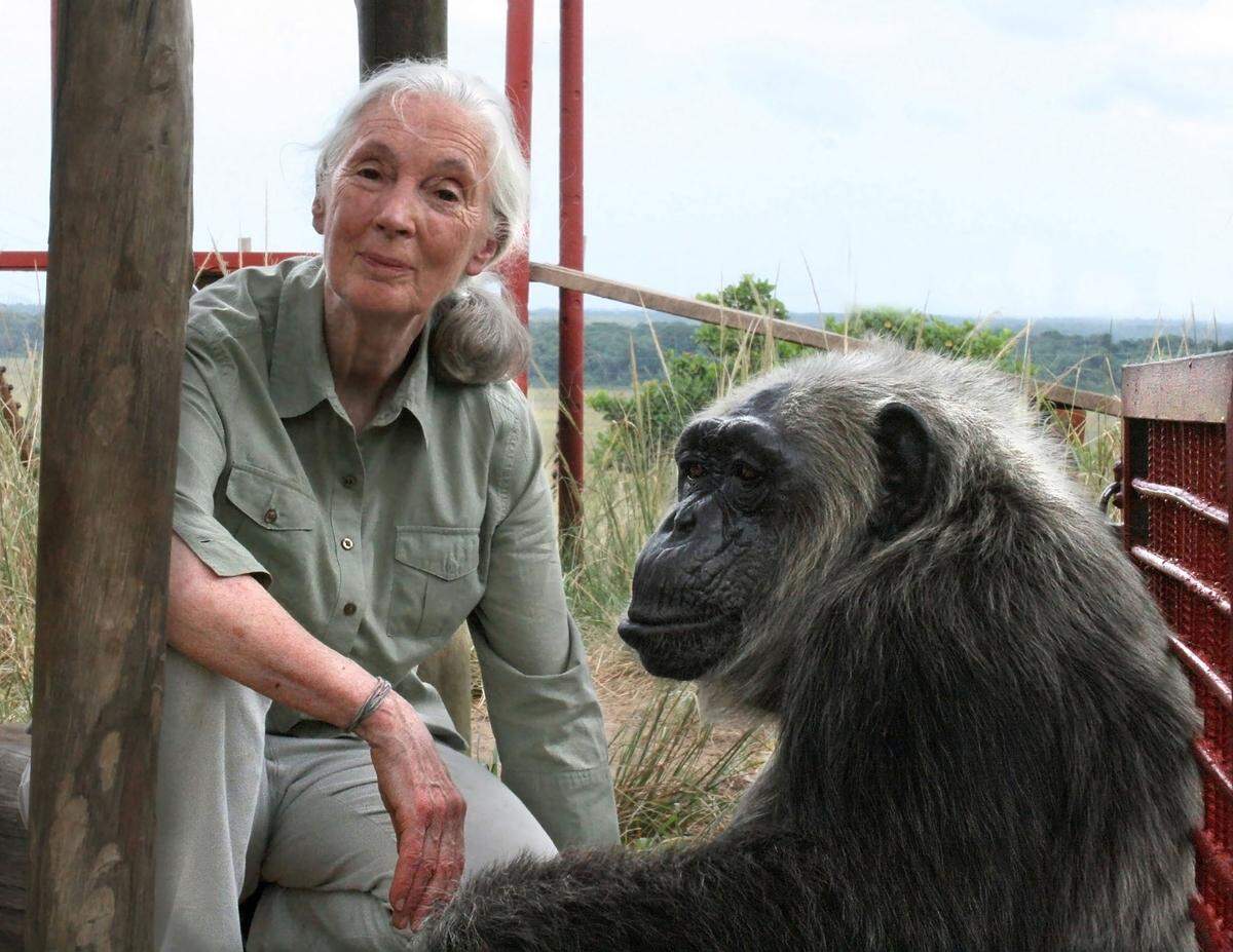 Jane Goodall with a chimp named LaVielle at the Tchimpounga Chimpanzee Rehabilitation Center in the Republic of the Congo.