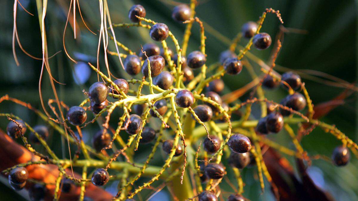 Saw palmetto berries
