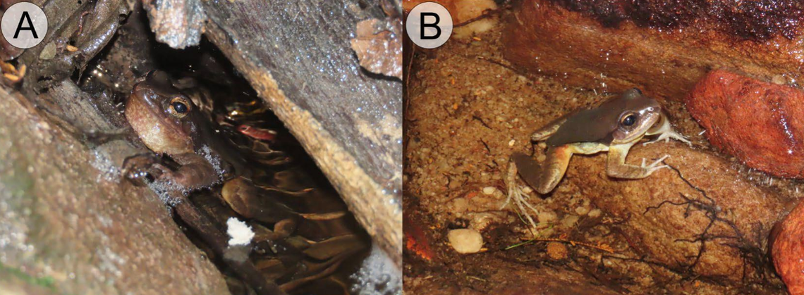 The frog was found more than 100 miles from where related species are known to live.