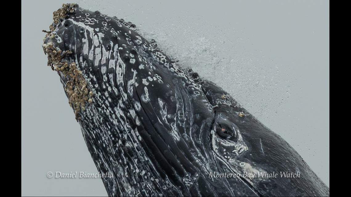 A close-up shot shows one of the humpback’s faces.