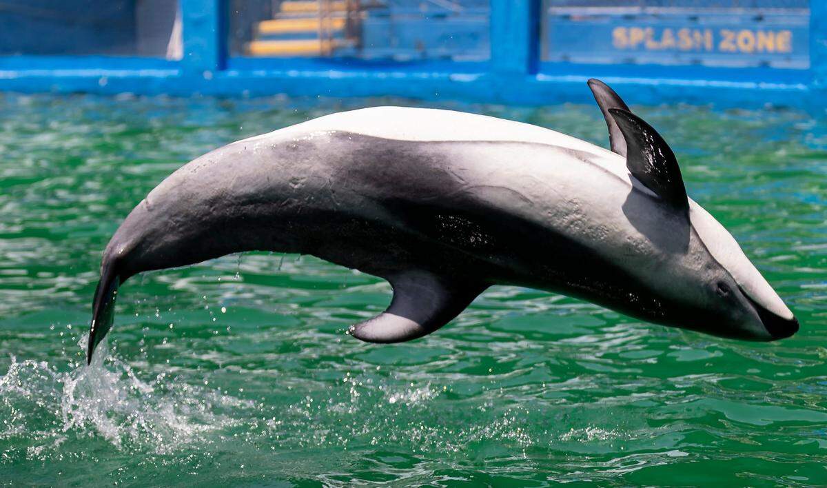 Li’i, the Pacific white-sided dolphin, performs a trick during a training session inside his stadium tank at the Miami Seaquarium on Saturday, July 8, 2023, in Miami, Fla.
