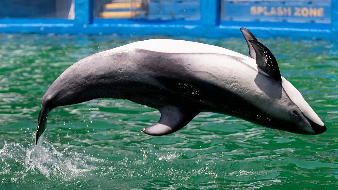 Li’i, the Pacific white-sided dolphin, performs a trick during a training session inside his stadium tank at the Miami Seaquarium on Saturday, July 8, 2023, in Miami, Fla.