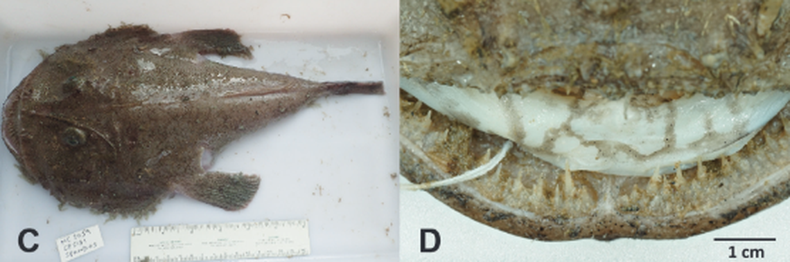 L. carusoi has a marbled pattern on the bottom of its mouth, adding to the species’ ability to blend in with the sandy ocean bottom.