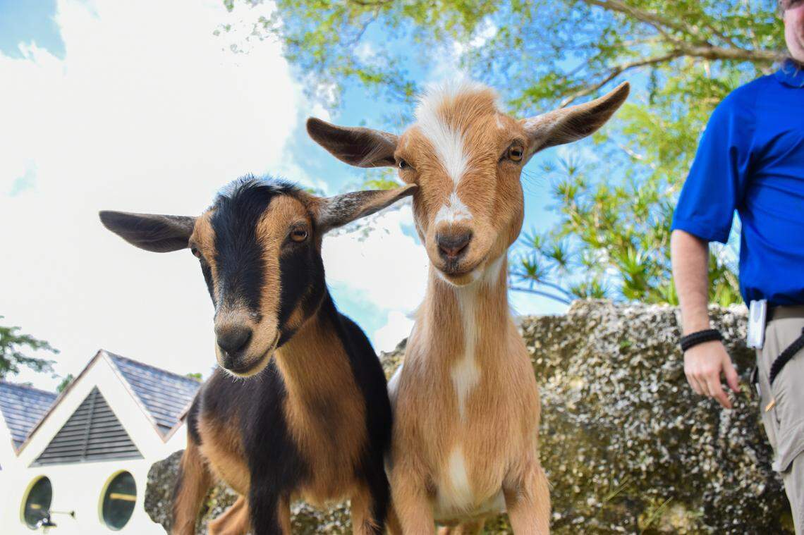 Pinecrest Gardens Mini Zoo features goats and also a cow.