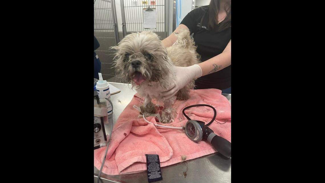 A mysteriously moving trash bag led deputies to a dog that had been intentionally bagged like trash and thrown into a dumpster after the owners died, Florida investigators say.