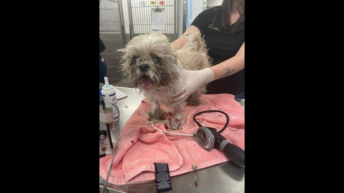 A mysteriously moving trash bag led deputies to a dog that had been intentionally bagged like trash and thrown into a dumpster after the owners died, Florida investigators say.