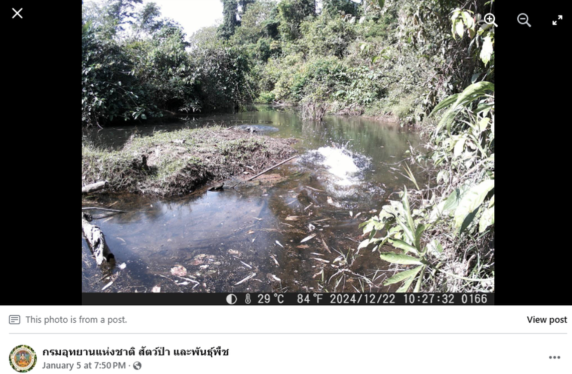 One crocodile chased after the other in what officials called a likely mating behavior.