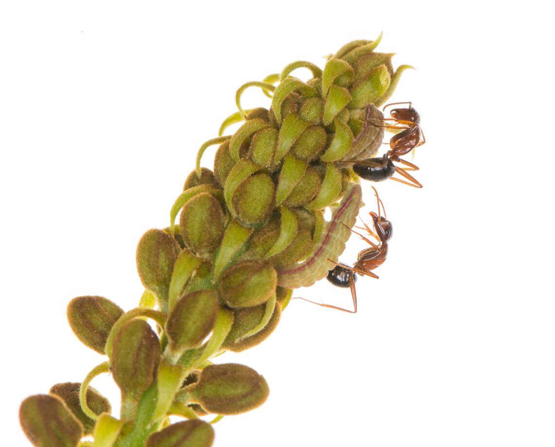 Carpenter ants love the sugary syrup produced by Miami Blue caterpillars and in return vigilantly protect them against predators. Photo by Geena Hill/University of Florida McGuire Center for Lepidoptera and Biodiversity.