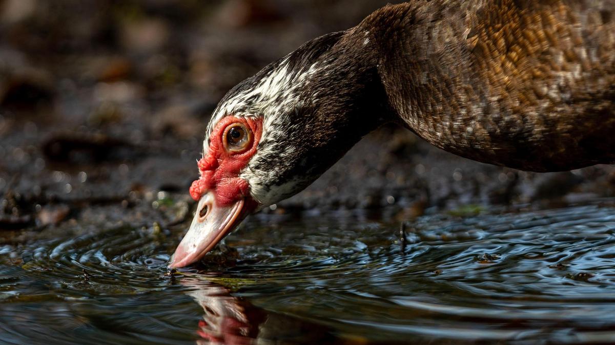 Un pato criollo en Coral Reef Park en Palmetto Bay, Florida, el jueves 13 de abril de 2023.