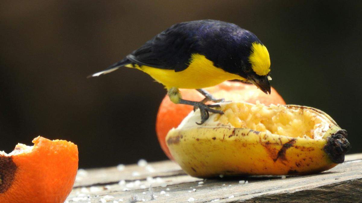 A new study found that animals are eating fruit containing ethanol, a chemical used to make alcohol, more often than previously thought.