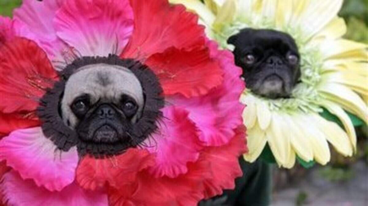 Dressing up animals for our entertainment can be cruel and dangerous.