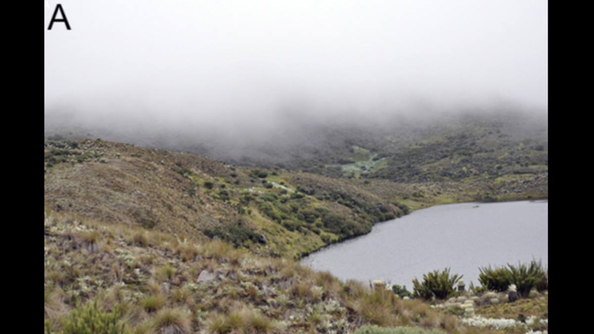 In the Andes of Colombia, a small creature was rediscovered for the first time in 20 years.