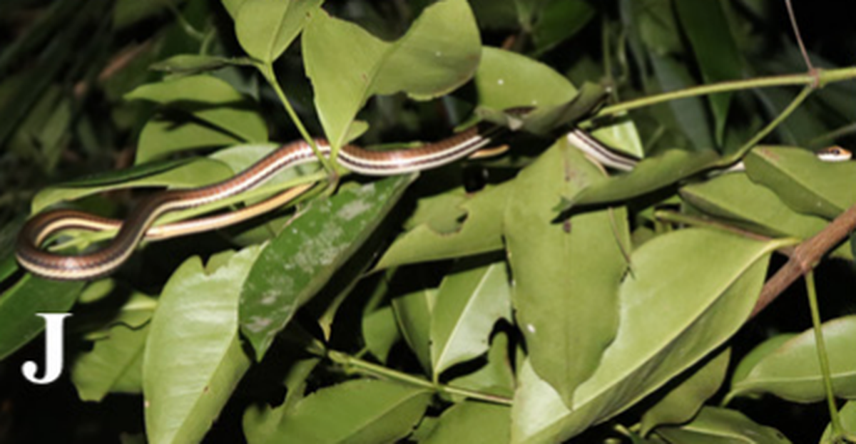 D. haasi is arboreal, or spends most of its life in trees.