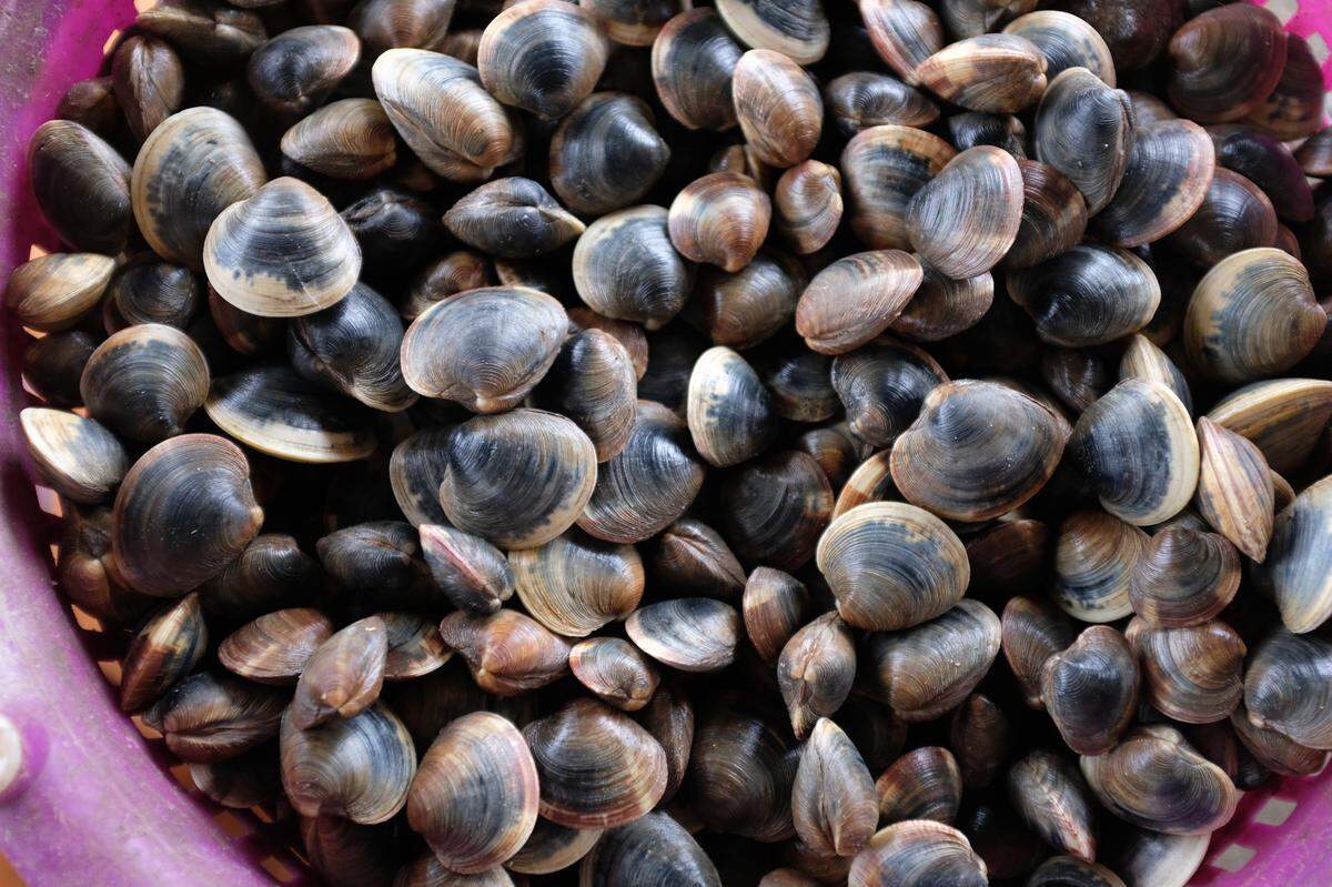 Cedar Key also has a thriving industry in clam farming.
