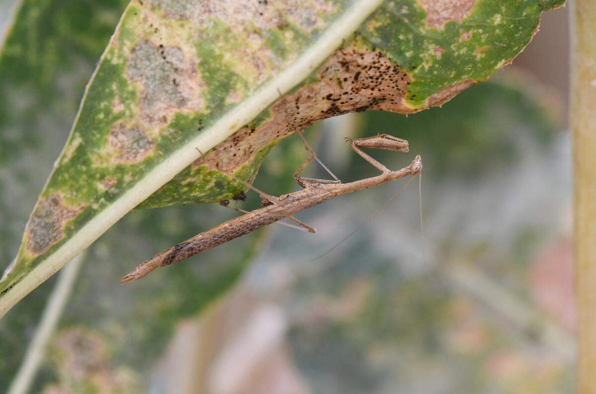 The animals are recognizable by their smoky hindwings, researchers said.