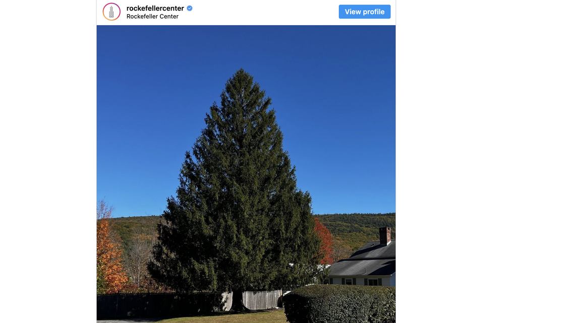 The 2024 Rockefeller Christmas tree has been chosen.