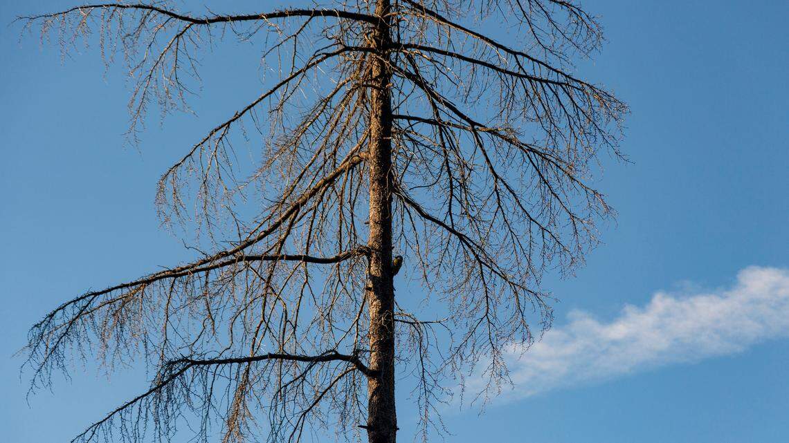 A man died after a tree he was cutting down struck his head as it fell, Hillsborough Township police in New Jersey said. The homeowner tried to get out the way.