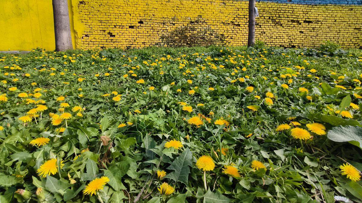 dandelions on lawn in ukraine