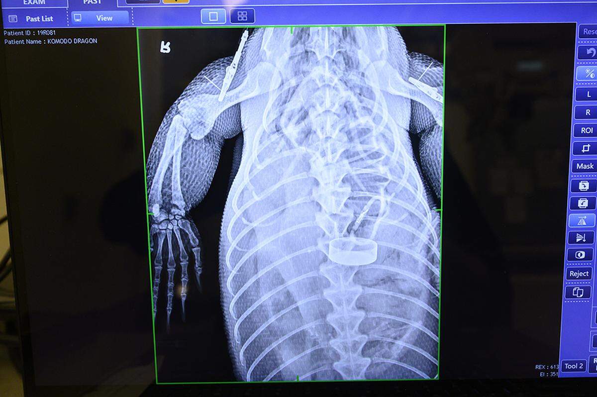 This X-ray from July 2020 shows a water bottle inside a Zoo Miami komodo dragon named Estrella.